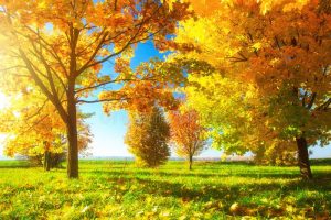 autumn scene bright day beautiful nature october sunny landscape amazing fall 154853676
