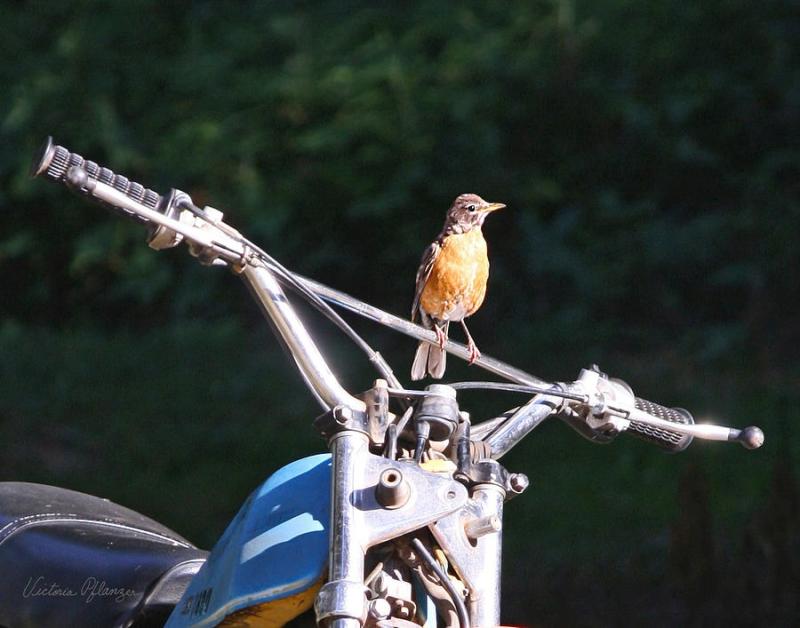 Early Bird Ride from Smoky Mountain HD | Smoky Mountain Harley-Davidson 1 Early Bird Ride from Smoky Mountain HD | Smoky Mountain Harley-Davidson